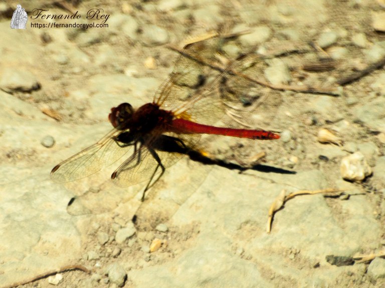 libélula roja
