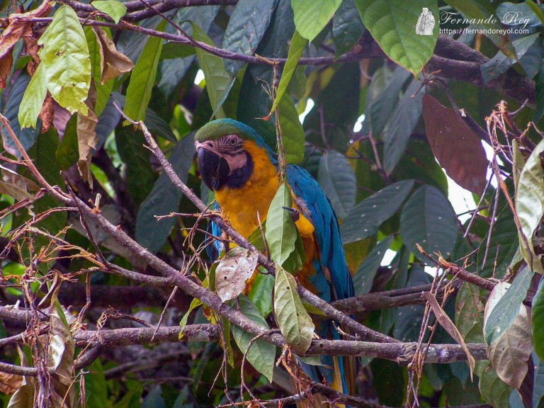 Paraba de barba azul