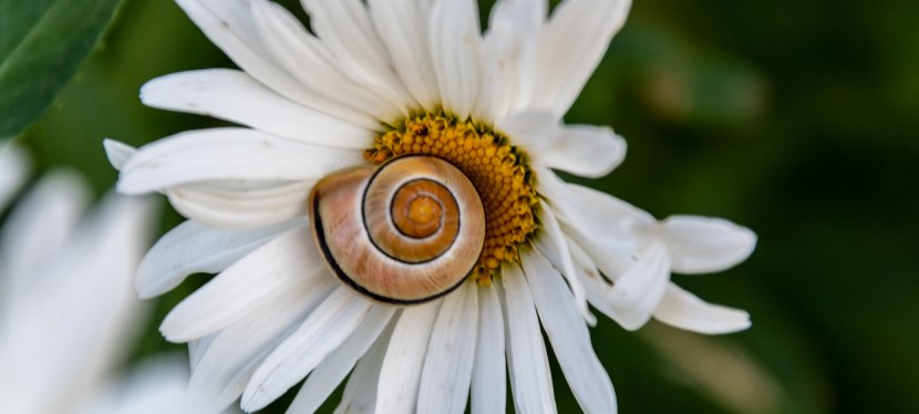 MARGARITAS Y SUS&nbsp;BICHOS