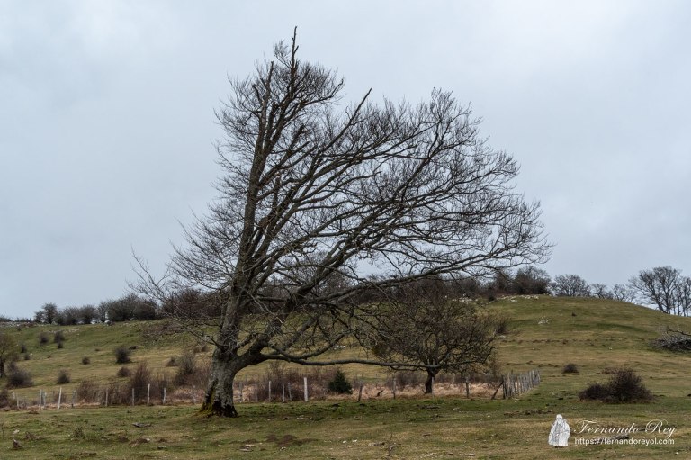 El árbol de la tormenta