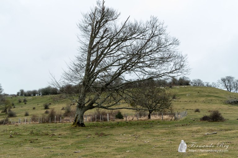 El árbol de la tormenta