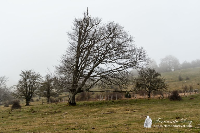 El árbol de la tormenta