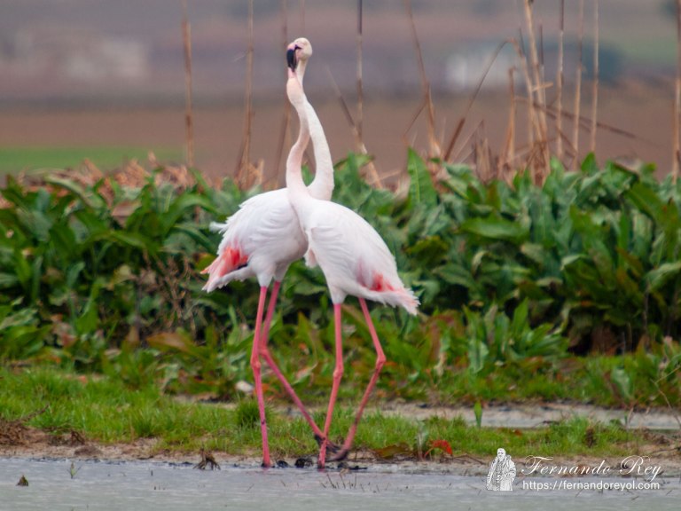 Cortejo del Flamenco