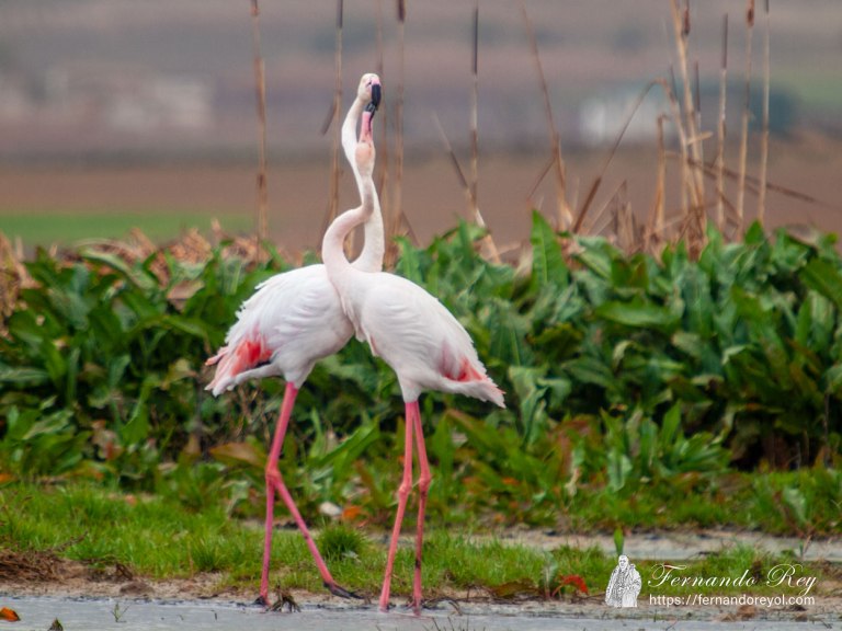 Cortejo del  Flamenco