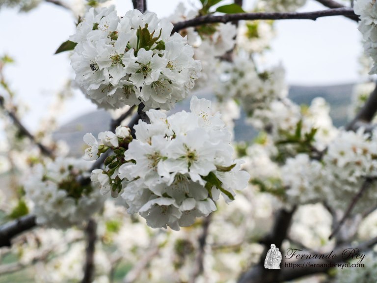 Cerezo en flor