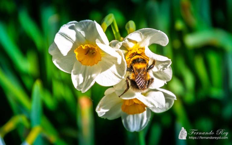 Abeja (Apis mellifera)