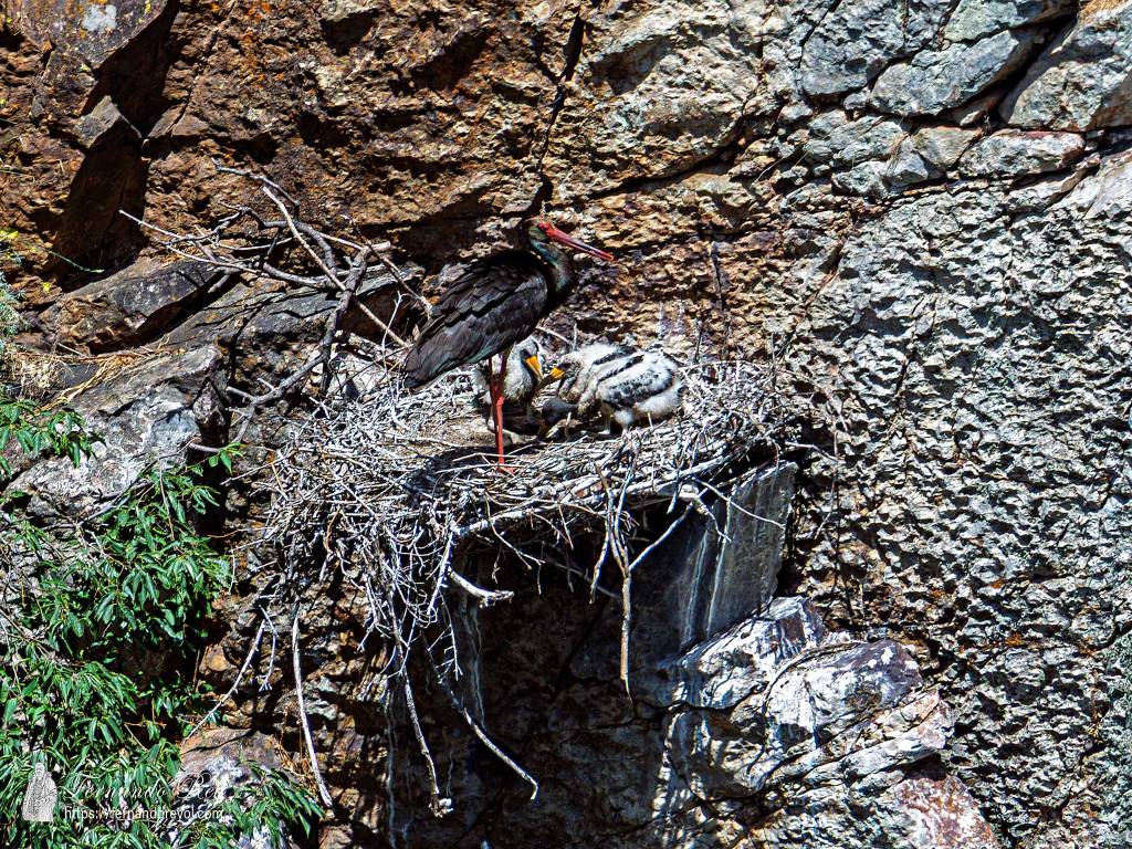 Una pareja de aves en un nido sobre una roca, con algunos polluelos visibles en el nido.